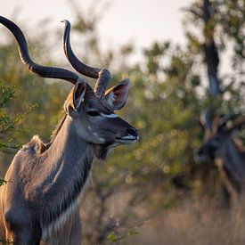 De grote koedoe | Zuid-Afrika | Krugerpark van Claudia van Kuijk