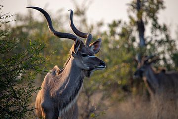 Le grand koudou | Afrique du Sud | Parc Kruger sur Claudia van Kuijk