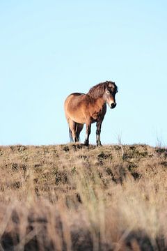 Pferd in den Dünen von Texel von Geert van Atteveld