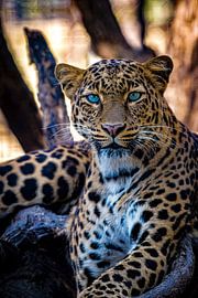 Panther by Truckpowerr