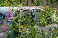 Purple flowers from blue car
