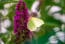 Lemon butterfly on a purple summer lilac by ManfredFotos