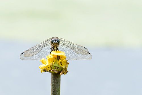 Libel klaar om op te stijgen