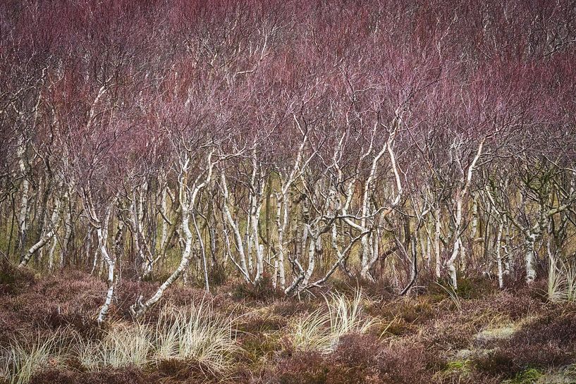 dune birch forest in winter by eric van der eijk