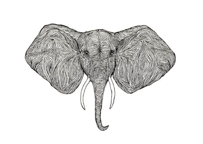 Illustration Elefant von Marijn Broeks