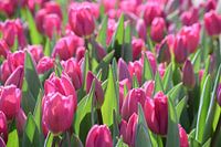Tulipes néerlandaises