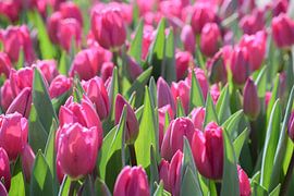 Dutch tulips by Eva Fontijn