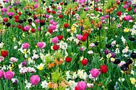 tulpen en andere bloemen in het veld von ChrisWillemsen Miniaturansicht
