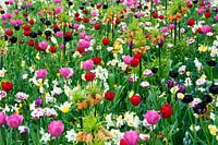 tulpen en andere bloemen in het veld