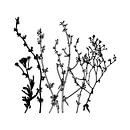 Illustration botanique avec des plantes, des fleurs sauvages et des herbes 8.  Noir et blanc. par Dina Dankers Aperçu