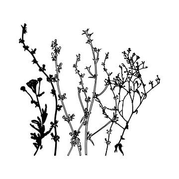 Botanische Illustration mit Pflanzen, Wildblumen und Gräsern 8.  Schwarz und weiß. von Dina Dankers