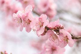 Flowers by Christina Neuhaus-Petrosino