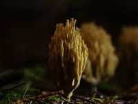 Korallenpilz im Wald