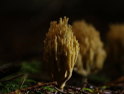 Coral fungus in the forest
