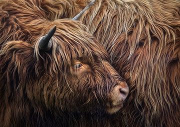 Portret van een Schotse hooglander ( highland cattle ) van Chihong