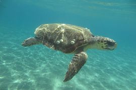 Zeeschildpad in Zakynthos sur Daniëlle van der meule