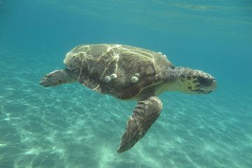 Zeeschildpad in Zakynthos sur Daniëlle van der meule