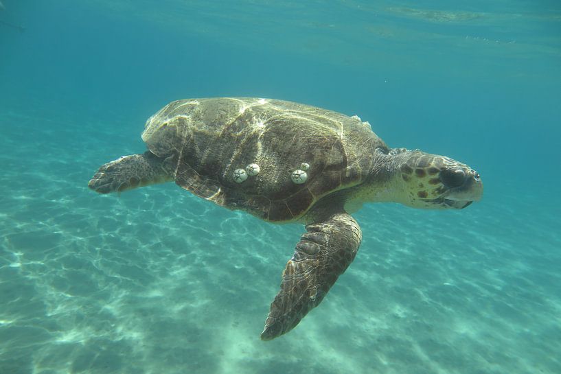 Zeeschildpad in Zakynthos by Daniëlle van der meule