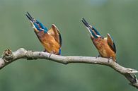 Eisvögel - Die Gefahr lauert! von Eisvogel.land - Corné van Oosterhout Miniaturansicht