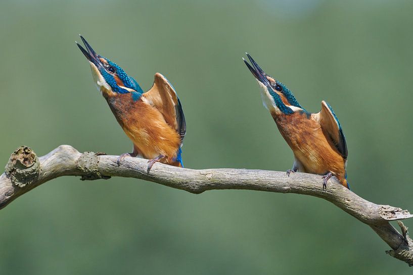 Eisvögel - Die Gefahr lauert! von Eisvogel.land - Corné van Oosterhout