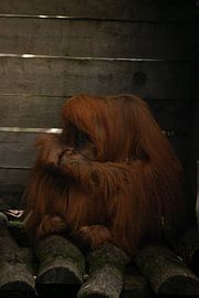 Orang-utan at rest by Tjana Photography