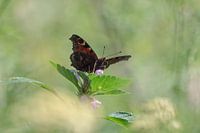 Admiral Schmetterling in einem Meer aus Blumen im Saarland