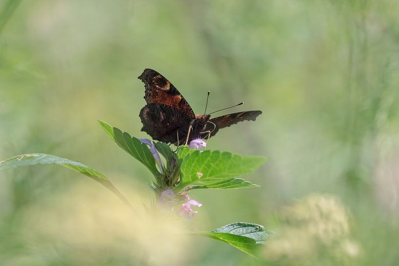 Admiral Schmetterling in einem Meer aus Blumen im Saarland von Wolfgang Unger