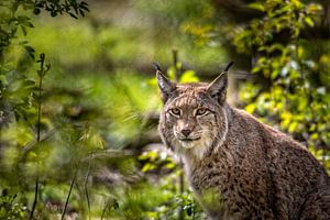 Lynx sur Ron van der Stappen