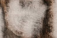 Fern fossil by Klaartje Majoor thumbnail