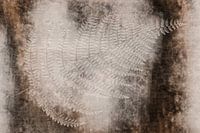 Fern fossil