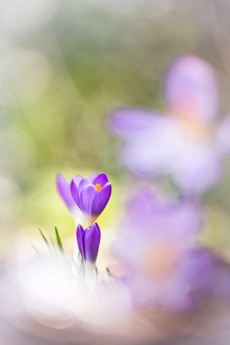 Wacht maar tot ik groot ben