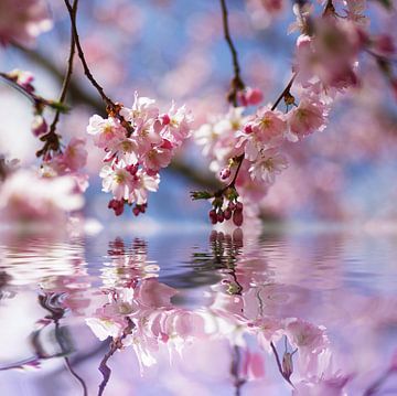 Rêve de fleurs de cerisier