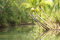 Mangroveninsel Damas Costa Rica von Ralph van Leuveren Miniaturansicht