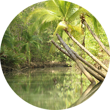 Mangrove Damas Island Costa Rica van Ralph van Leuveren