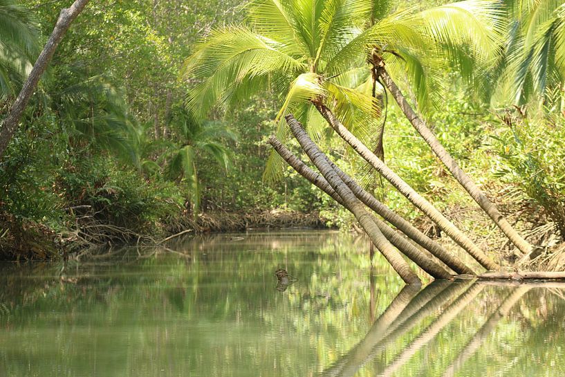 Mangroveninsel Damas Costa Rica von Ralph van Leuveren