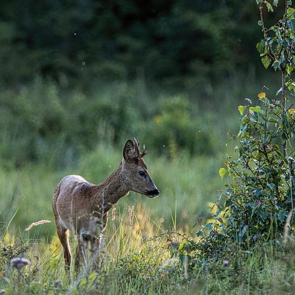 Rehbock im Wald - Capreolus capreolus von whmpictures .com
