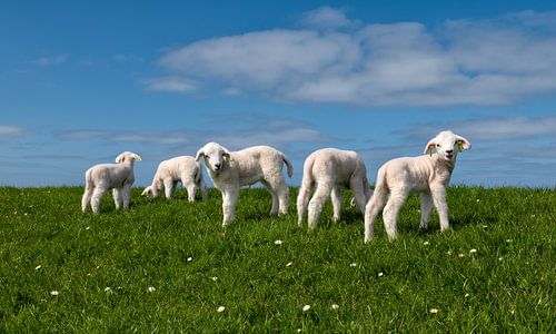 5 lammetjes op een rijtje op de Waddendijk in de lente