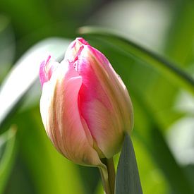 Roze Tulp in de voorjaarszon van Marianne Kemmeren