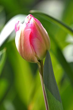 Roze Tulp in de voorjaarszon van Marianne Kemmeren