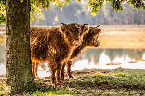 Highlander écossais