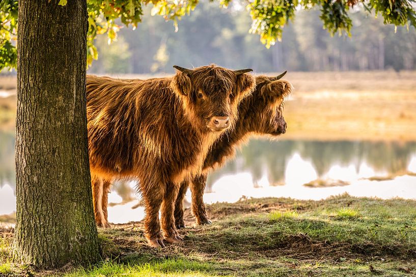 schottischer Highlander von Bas Fransen