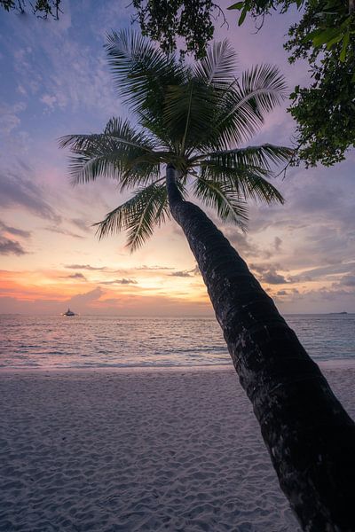 Coucher de soleil sur un palmier par Michiel Dros