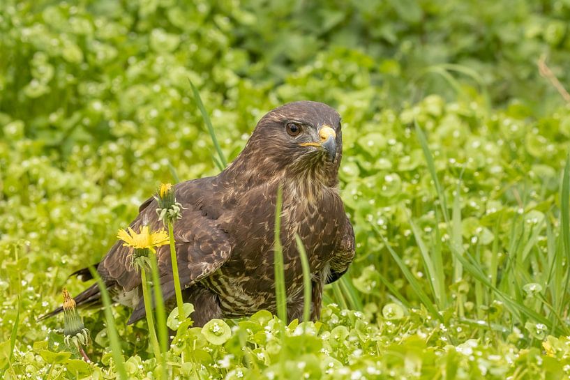 Mäusebussard in grün von Tanja van Beuningen