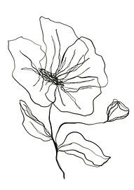 Oneline drawing Klaproos van AnkieArt