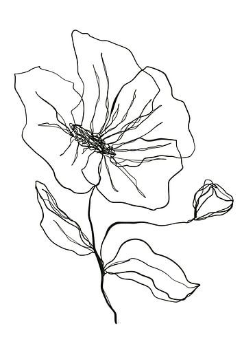Dessin au trait : Coquelicot