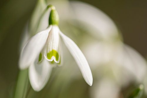 Schneeglöckchen in Nahaufnahme
