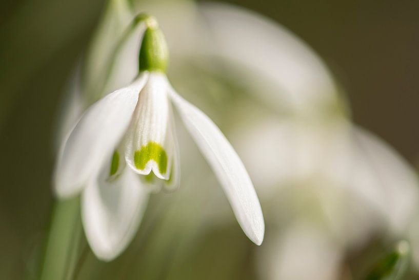 Snowdrop in close-up by Yolanda Wals