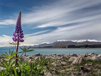 Blühende Lupinen mit dem Lake Tekapo und schneebedeckten Berggipfeln im Hintergrund.