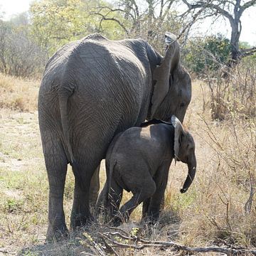 Elefant mit Jungtier von Linda Vervoort