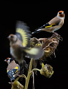 Putters op zonnebloem van Danny Slijfer Natuurfotografie